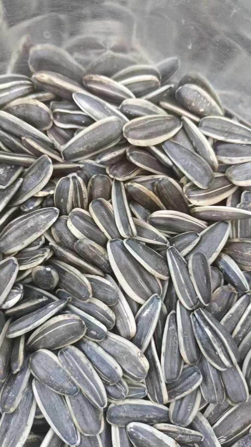 原味熟瓜子工厂直销，现货批发