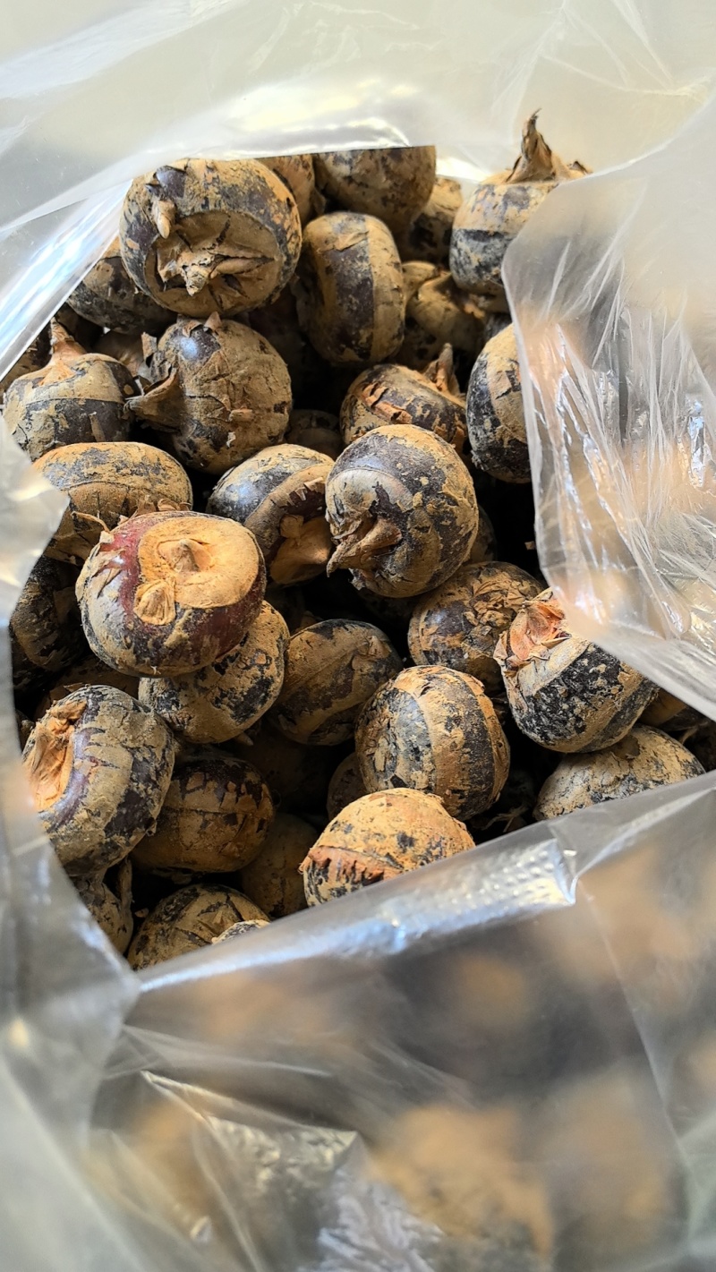 马蹄茡荠精品8个一斤大果13个一斤中果16个一斤小果22个一