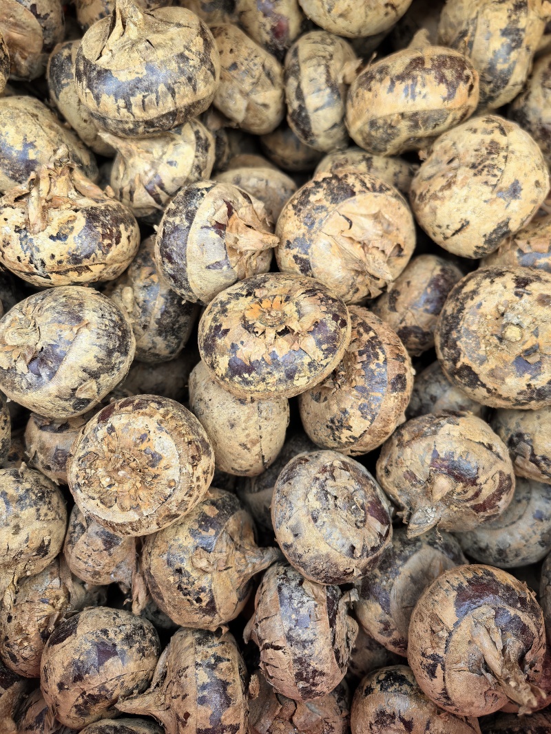 马蹄茡荠精品8个一斤大果13个一斤中果16个一斤小果22个一