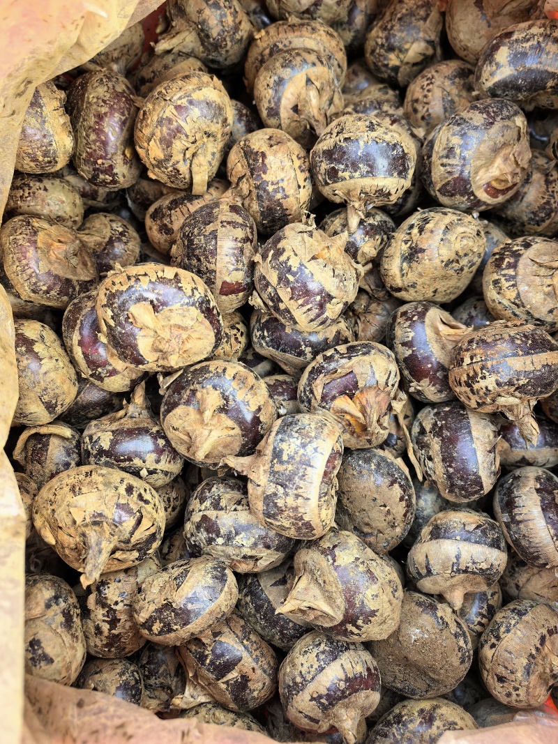 马蹄茡荠精品8个一斤大果13个一斤中果16个一斤小果22个一