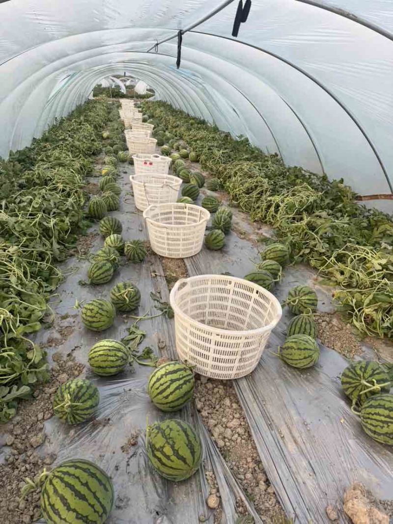西瓜营养多汁量大优惠欢迎联系