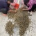 这是我***上的信息：黄螺歪嘴螺直供浙江，包运费，300