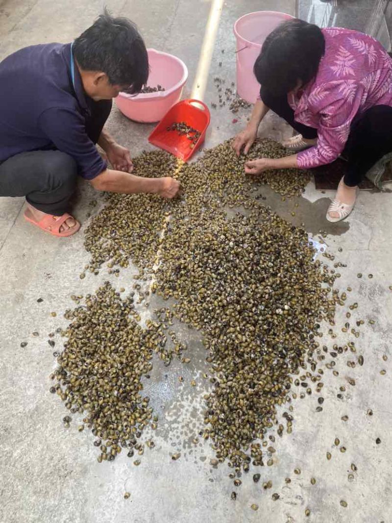 这是我***上的信息：黄螺歪嘴螺直供浙江，包运费，300