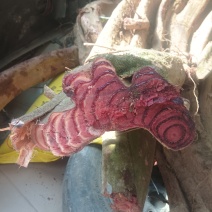 鸡血滕
