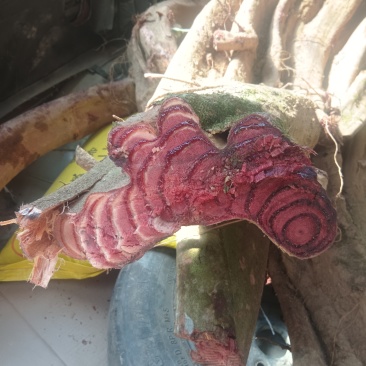 鸡血滕