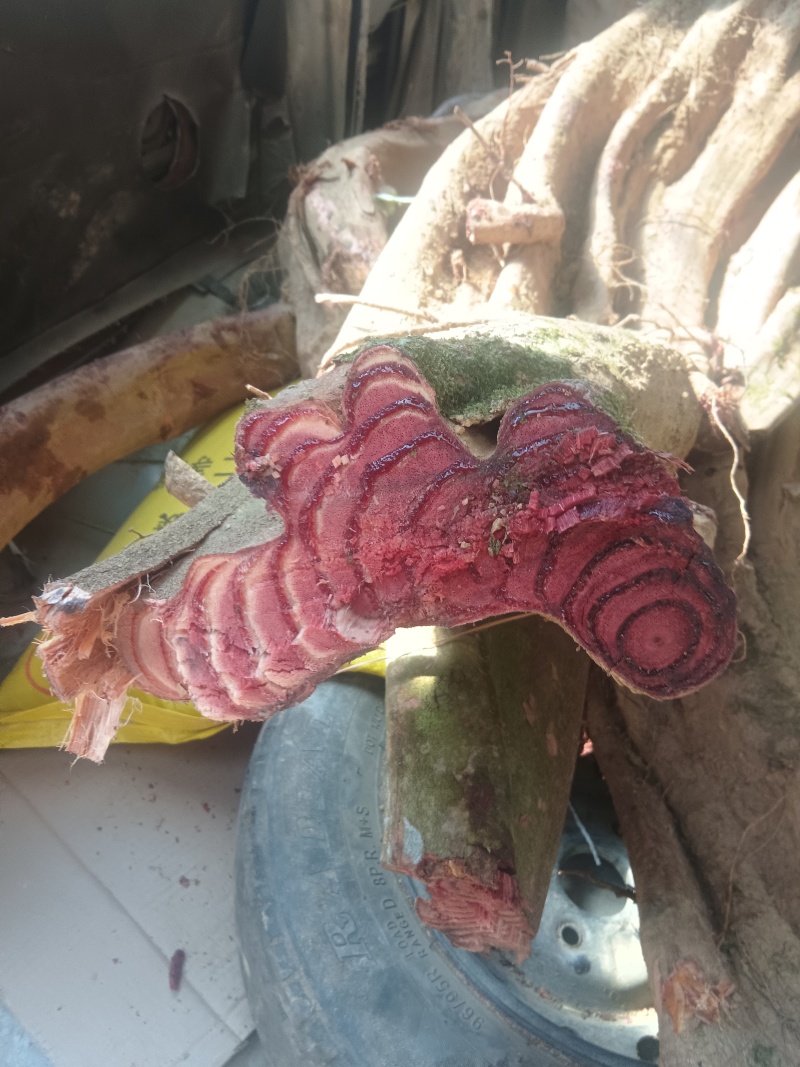 鸡血滕