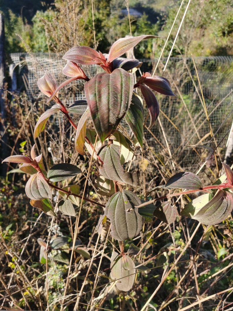 紫皮野牡丹根