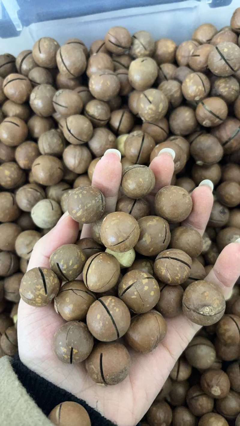 夏威夷果电商一件代发，量大无忧，有量的来