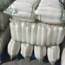 2026年1月7日湖北沙洋精品白萝卜大量上市