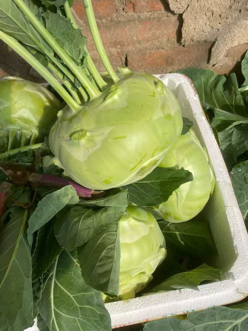 水果坯兰，脆甜