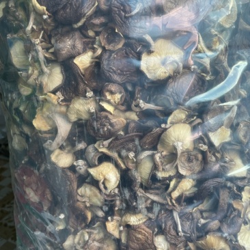 马桑菌干品2万斤