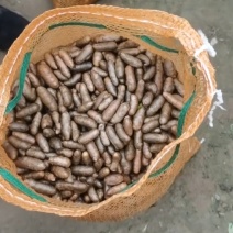 小白嘴山药豆