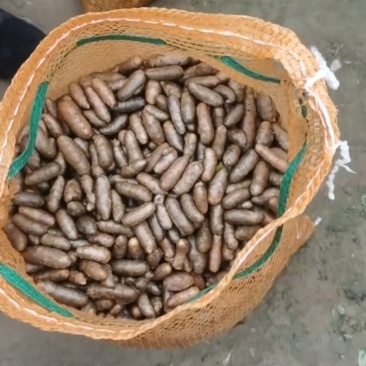 小白嘴山药豆