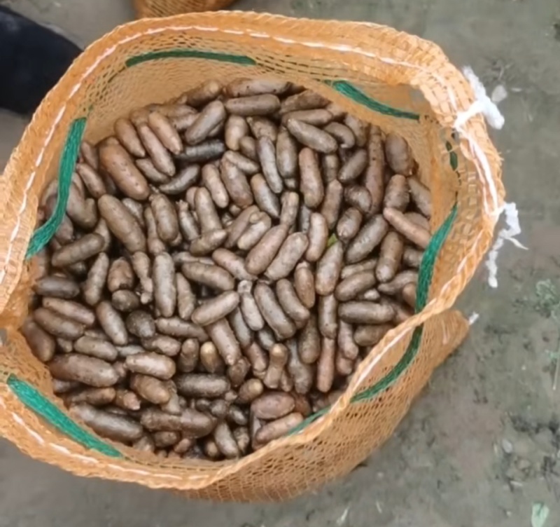 小白嘴山药豆
