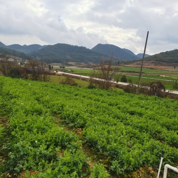 豆苗