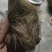 猪砂