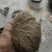 猪砂