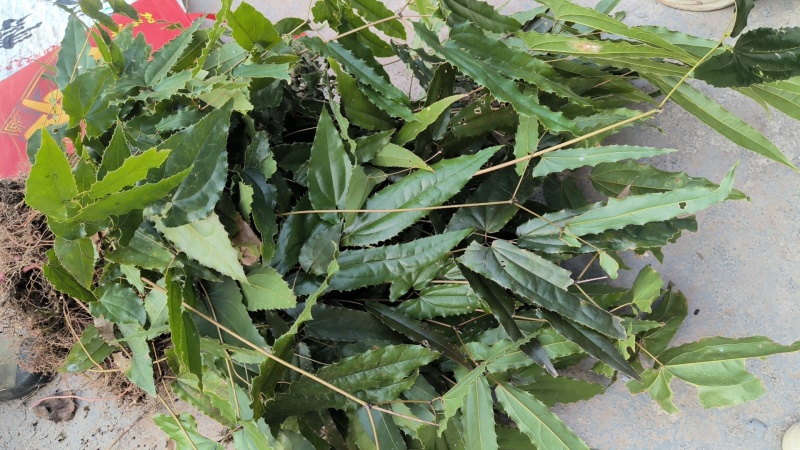 淫羊藿