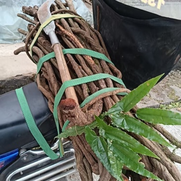 淫羊藿