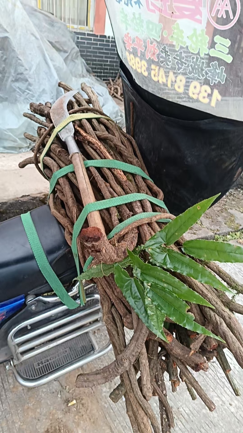 淫羊藿