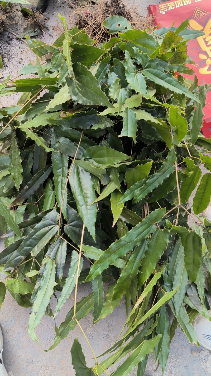 淫羊藿