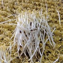 黄豆芽，绿豆芽