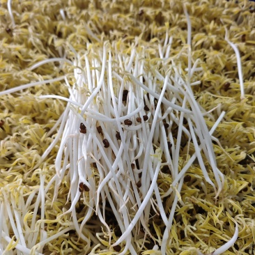 黄豆芽，绿豆芽