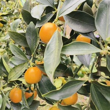脆蜜金桔特果统果新鲜采摘