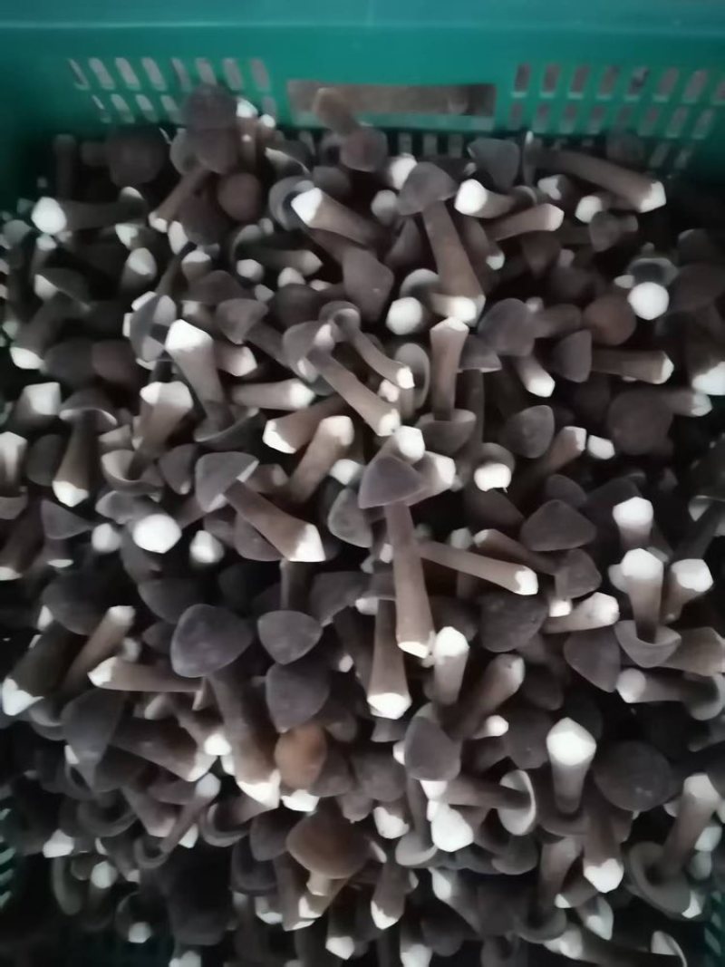 黑皮鸡纵菌菇