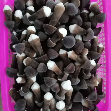 黑皮鸡纵菌菇