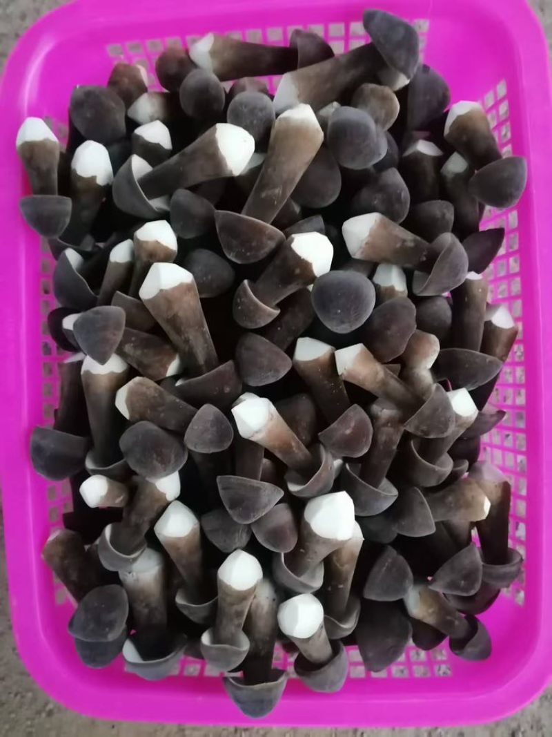 黑皮鸡纵菌菇
