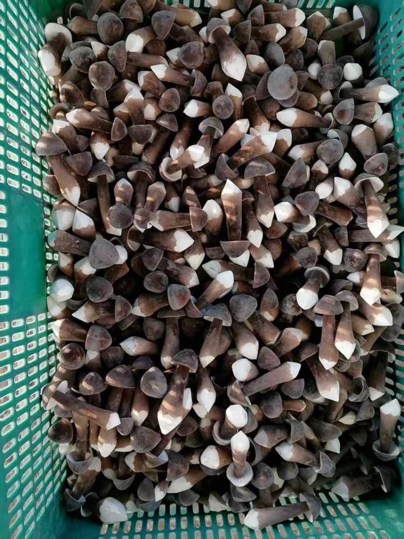 黑皮鸡纵菌菇