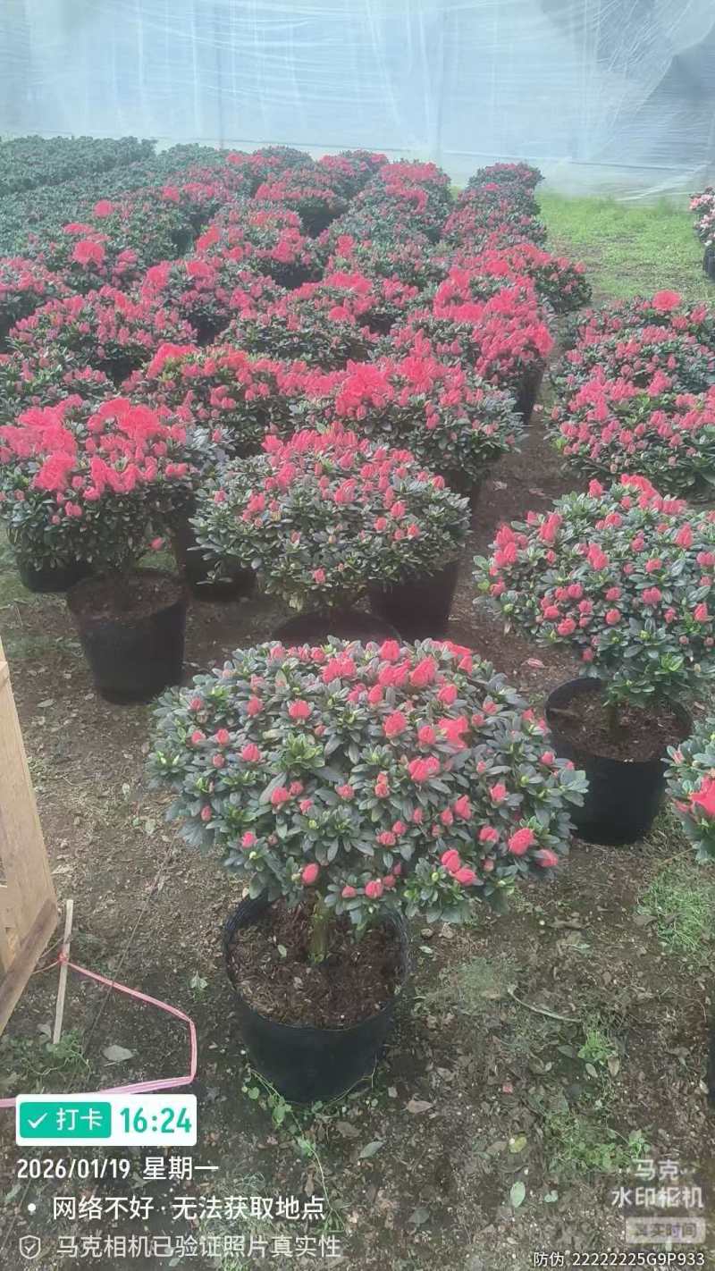 比利时杜鹃桶苗40-50高