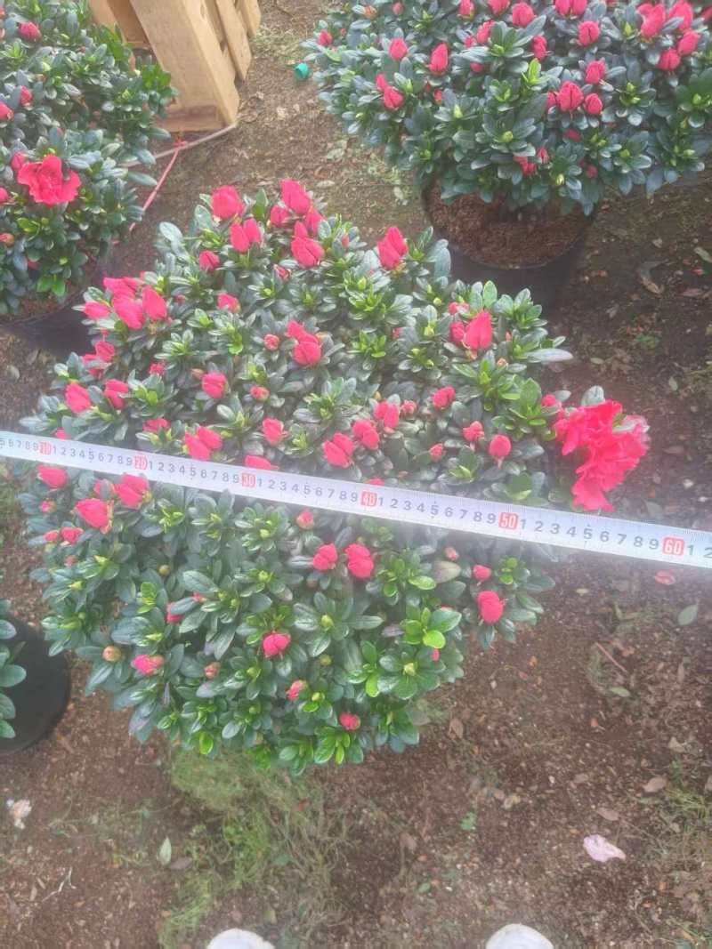 比利时杜鹃桶苗40-50高