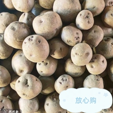 凉山本地土豆