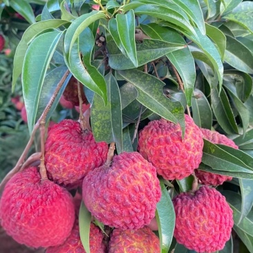 阳江桂味荔枝