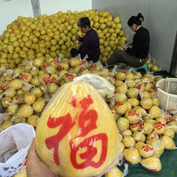 广东梅州梅县松口沙田柚