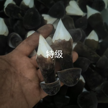 黑皮鸡枞菌