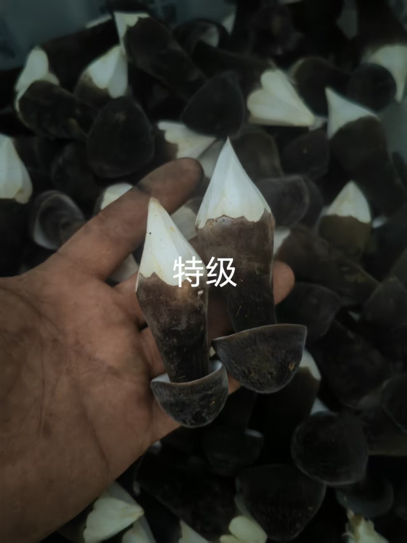 黑皮鸡枞菌