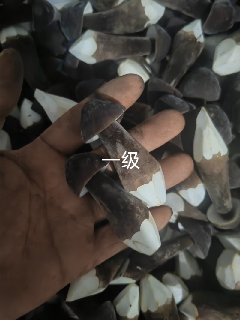 黑皮鸡枞菌