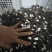 黑皮鸡枞菌