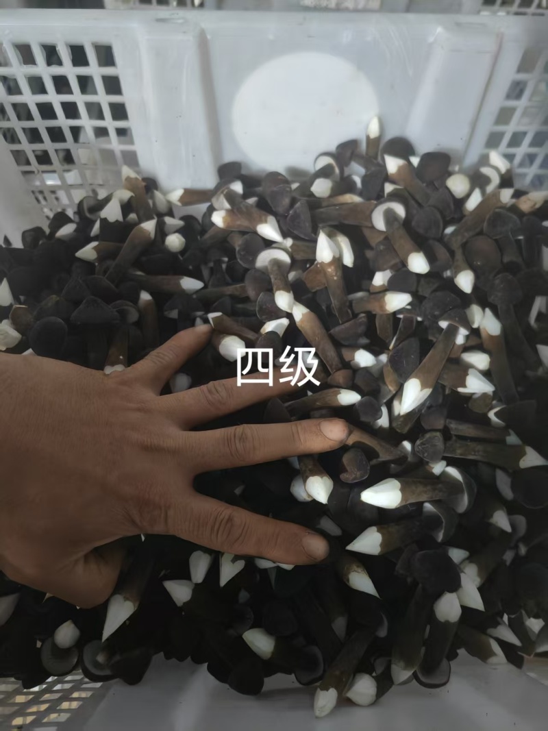 黑皮鸡枞菌