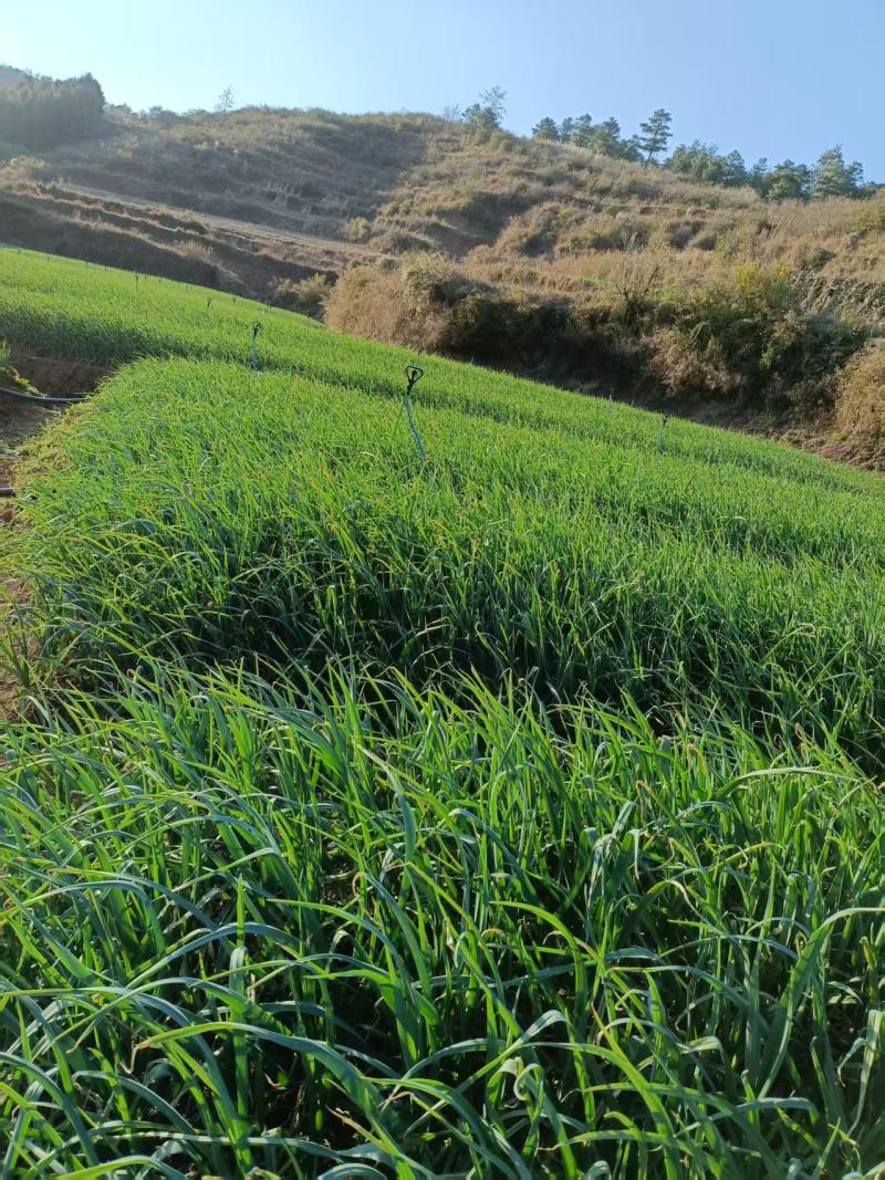红根蒜苗