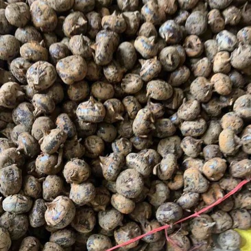 马蹄，茡荠，桶货