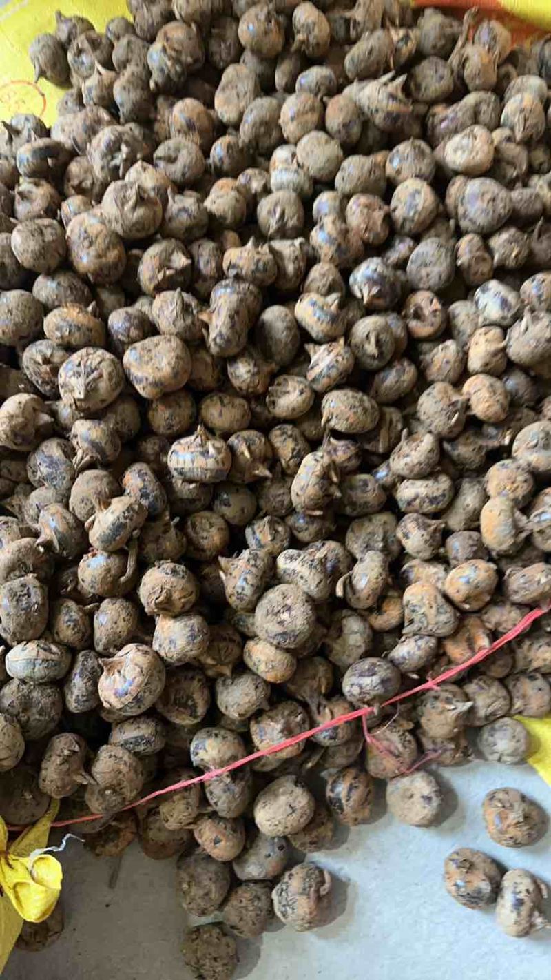 马蹄，茡荠，桶货