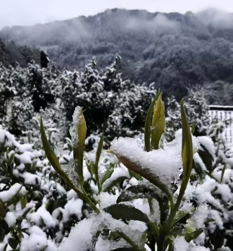 湖南保靖黄金茶