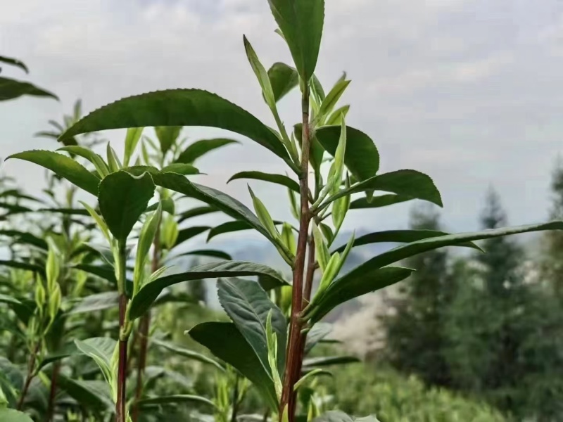 湖南保靖黄金茶