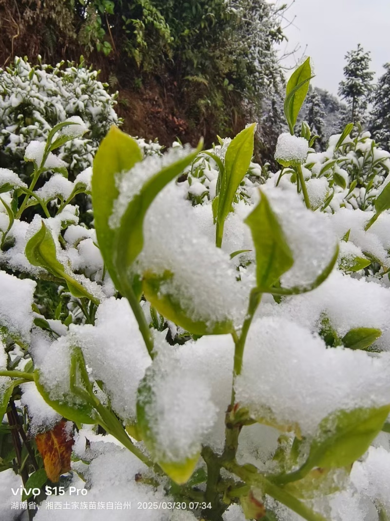 湖南保靖黄金茶