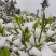湖南保靖黄金茶