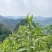 湖南保靖黄金茶
